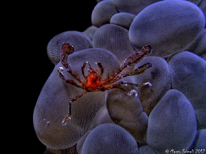 HDR processing of Orangutan crab (Achaeus japonicus) by Marco Faimali 